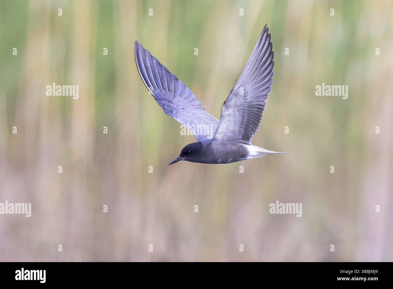 Schwarzteere (Chlidonias niger) fliegen, Nordrhein-Westfalen, Deutschland, Europa Stockfoto