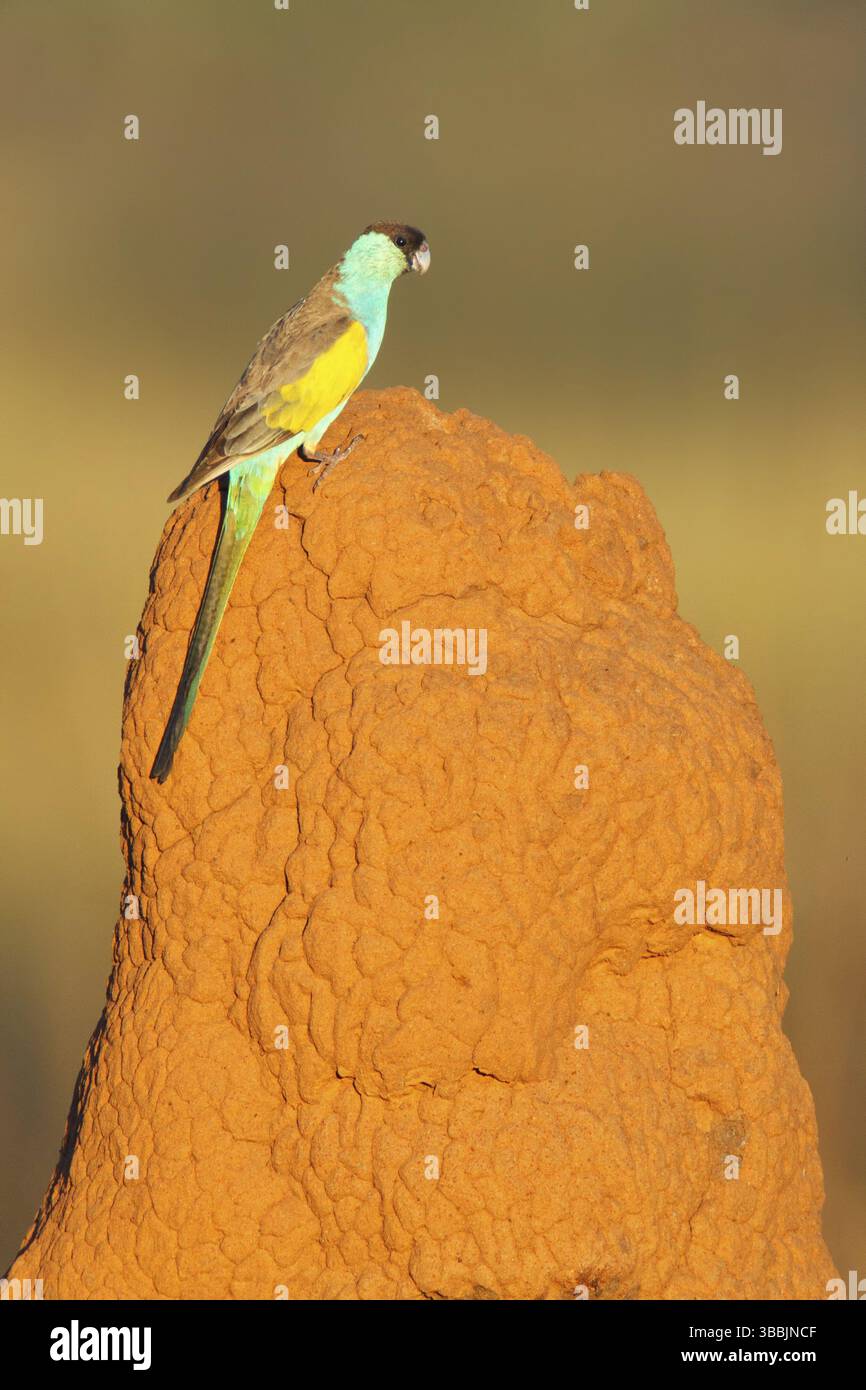 Kapuzenpapagei (Psephotellus dissimilis) männlich, Northern Territory, Australien, Ozeanien Stockfoto