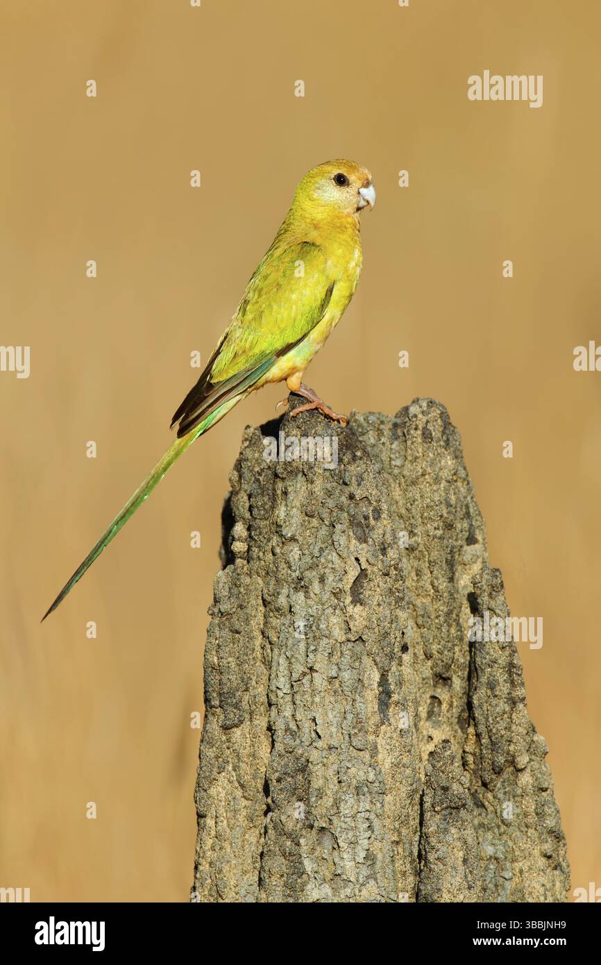 Goldschulterpapagei (Psephotellus chrysopterygius) weiblich, Queensland, Australien, Ozeanien Stockfoto