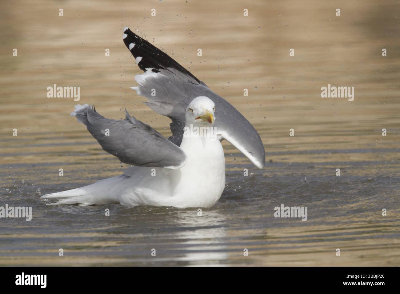 Gelbbeinmöwe (Larus michahellis) Baden, Marokko, Afrika Stockfoto