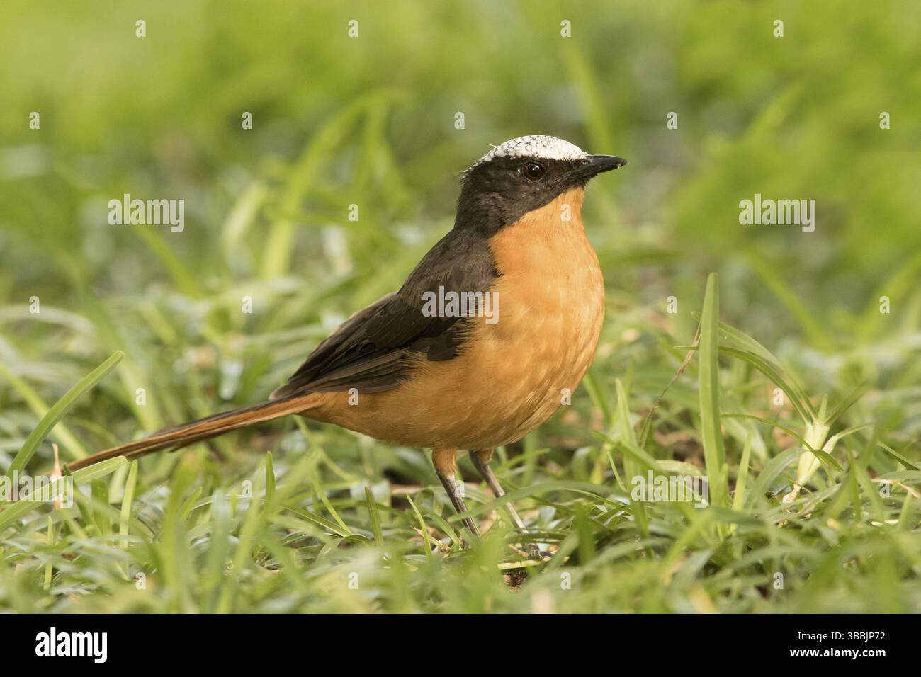 Weißgekrönter Robin-Chat (Cossypha albicapillus), Gambia, Afrika Stockfoto