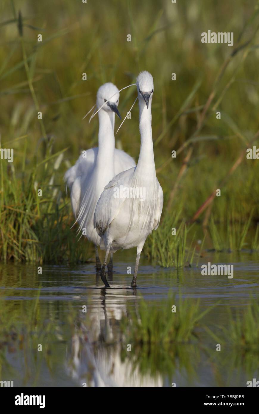 Kleinreiher (Egretta garzetta), Zypern, Europa Stockfoto