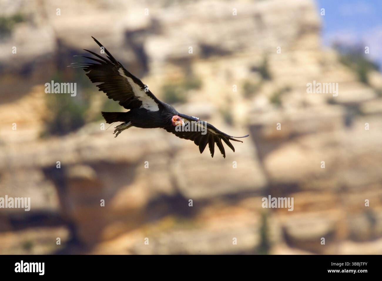 California Condor Gymnogyps californianus South Rim Grand Canyon, Arizona, USA 17. Juli erwachsene Cathartidae gefährdete Arten Stockfoto