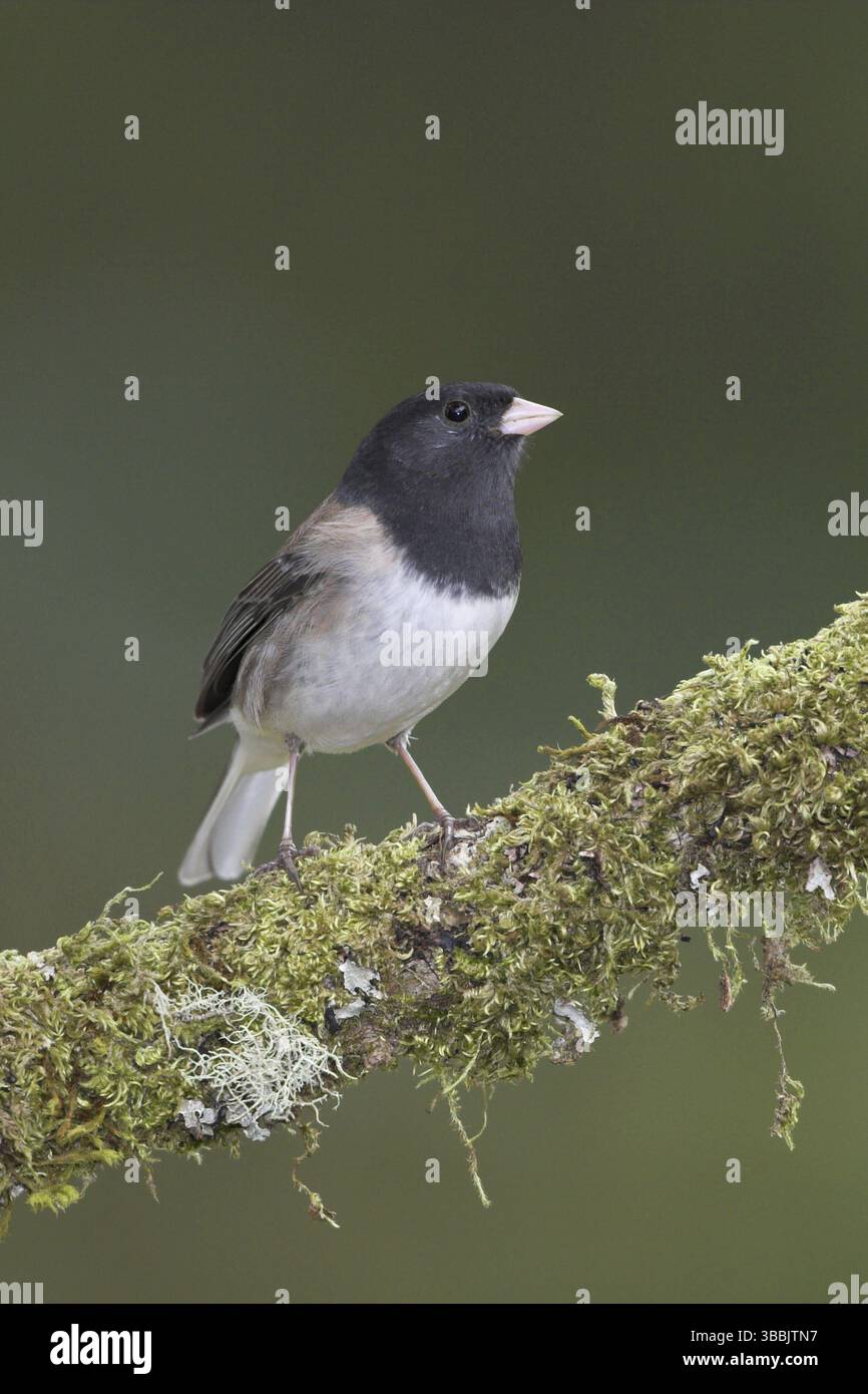 Oregon Junco (Junco hyemalis oreganus), British Columbia, Kanada, Nordamerika Stockfoto