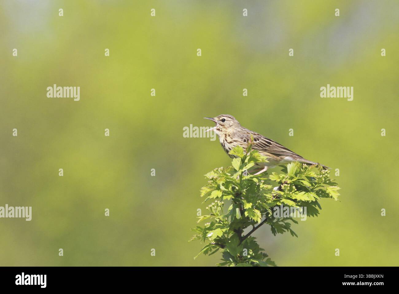 Baum Pipit (Anthus trivialis) singend, Niedersachsen, Deutschland, Europa Stockfoto