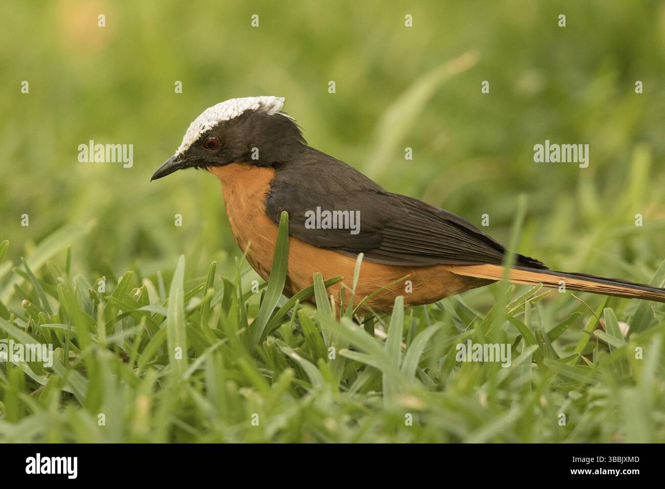 Weißgekrönter Robin-Chat (Cossypha albicapillus), Gambia, Afrika Stockfoto