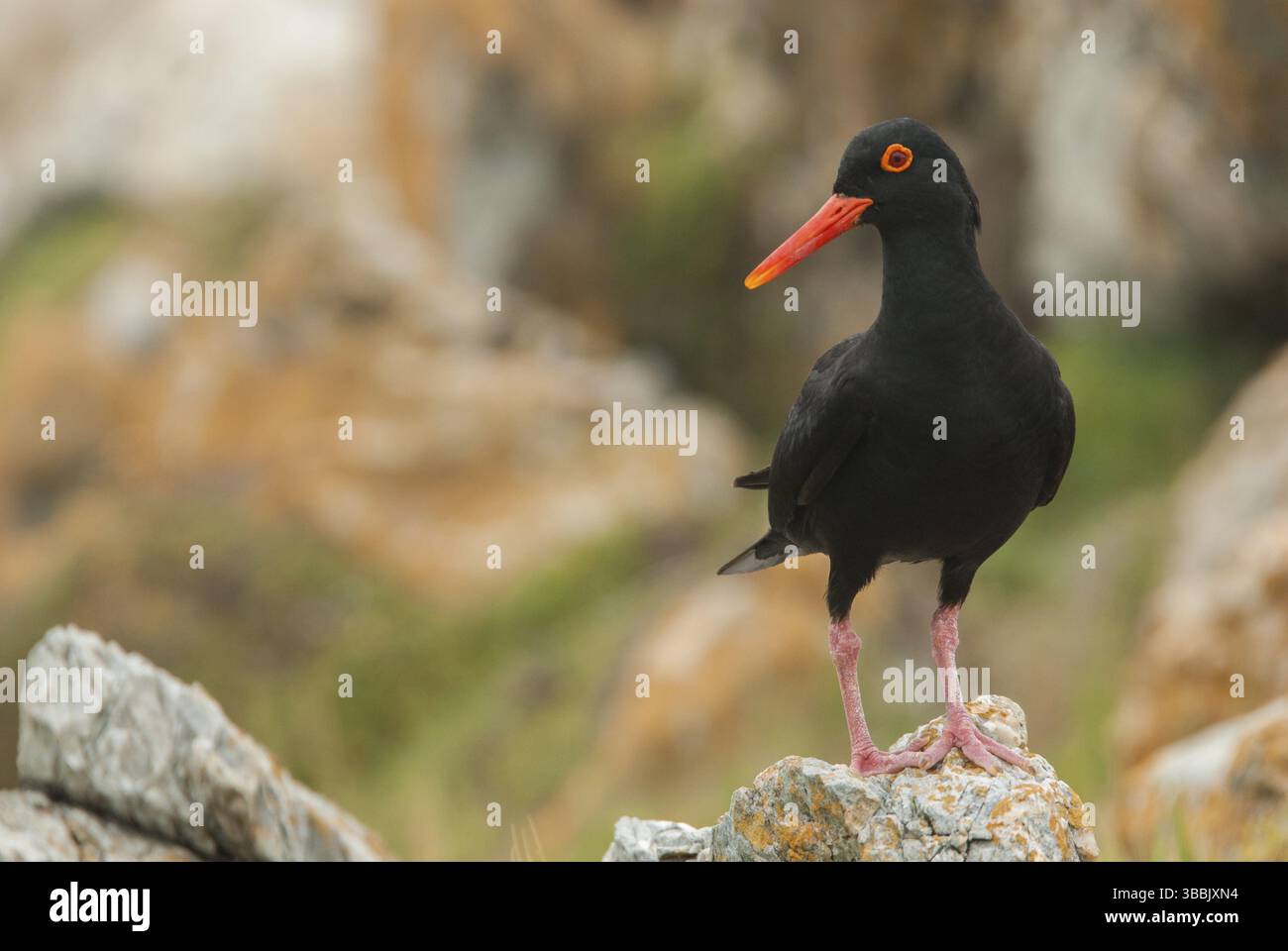 Afrikanischer Austernfänger (Haematopus moquini), Ostkap, Südafrika, Afrika Stockfoto