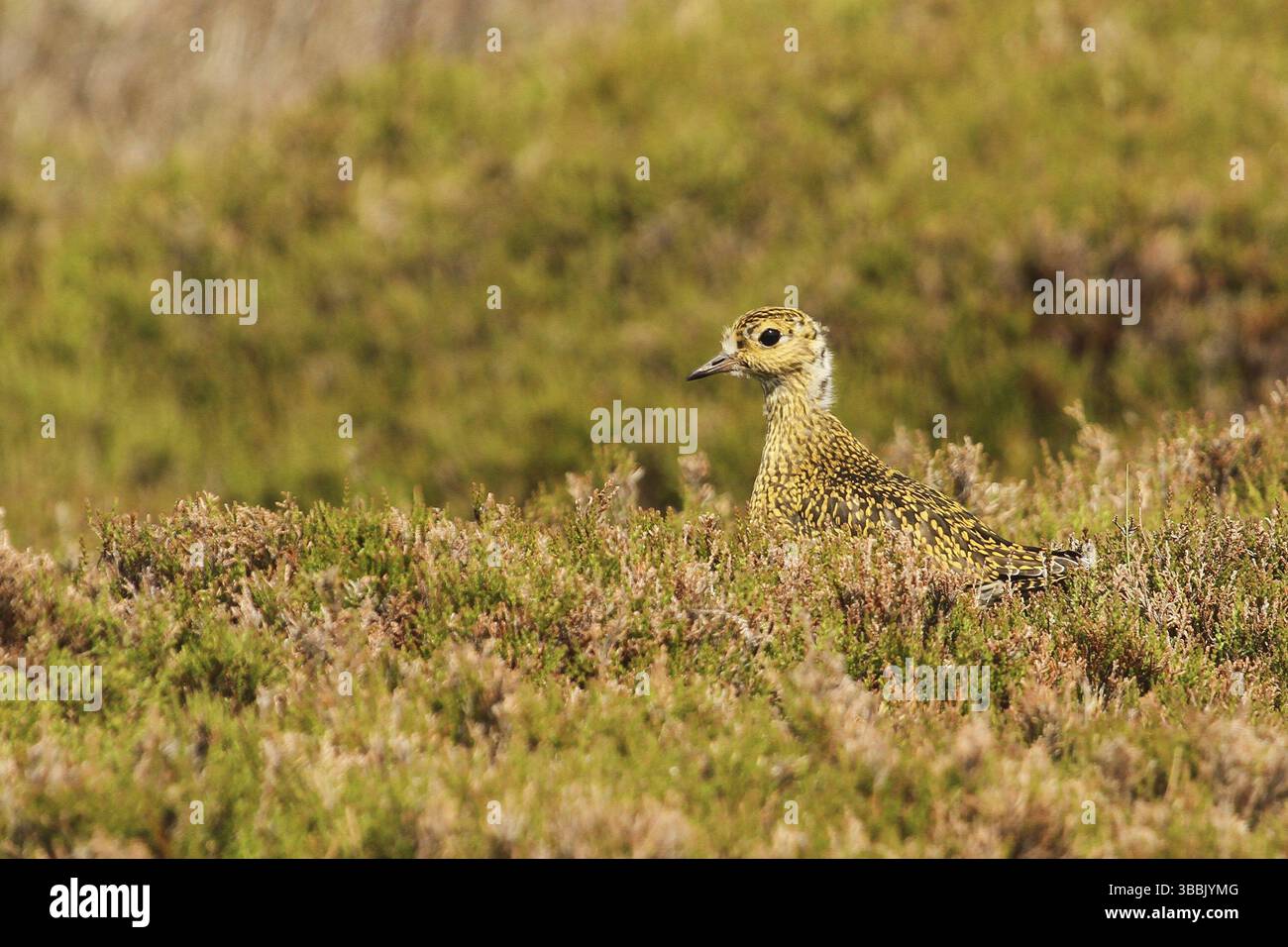 Europäischer Goldener Plover (pluvialis apricaria), Yorkshire Dales, Vereinigtes Königreich, Europa Stockfoto