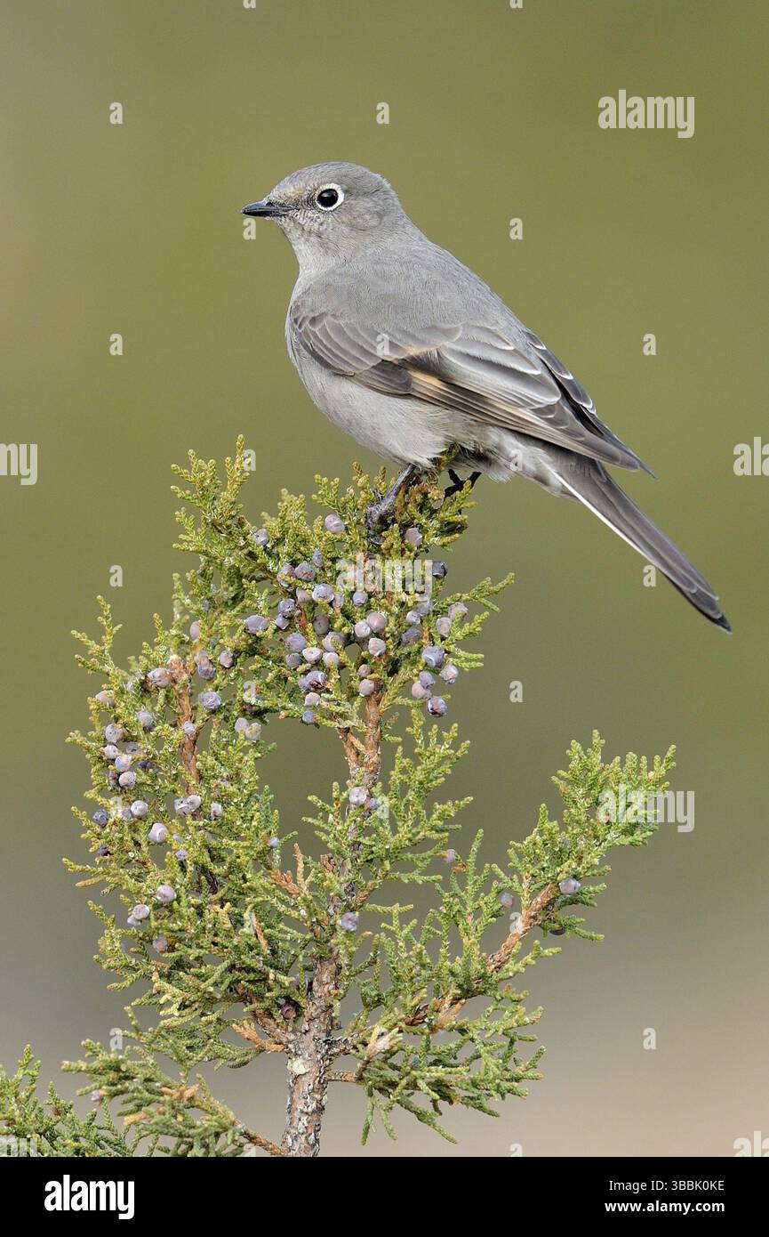 Townsend's Solitaire (Myadestes townsendi), New Mexico, USA, Nordamerika Stockfoto