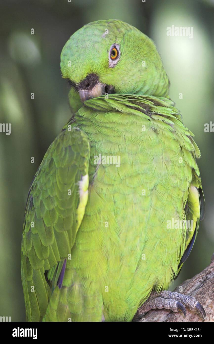 Amazonas auropalliata (Amazona auropalliata), Costa Rica, Mittelamerika Stockfoto