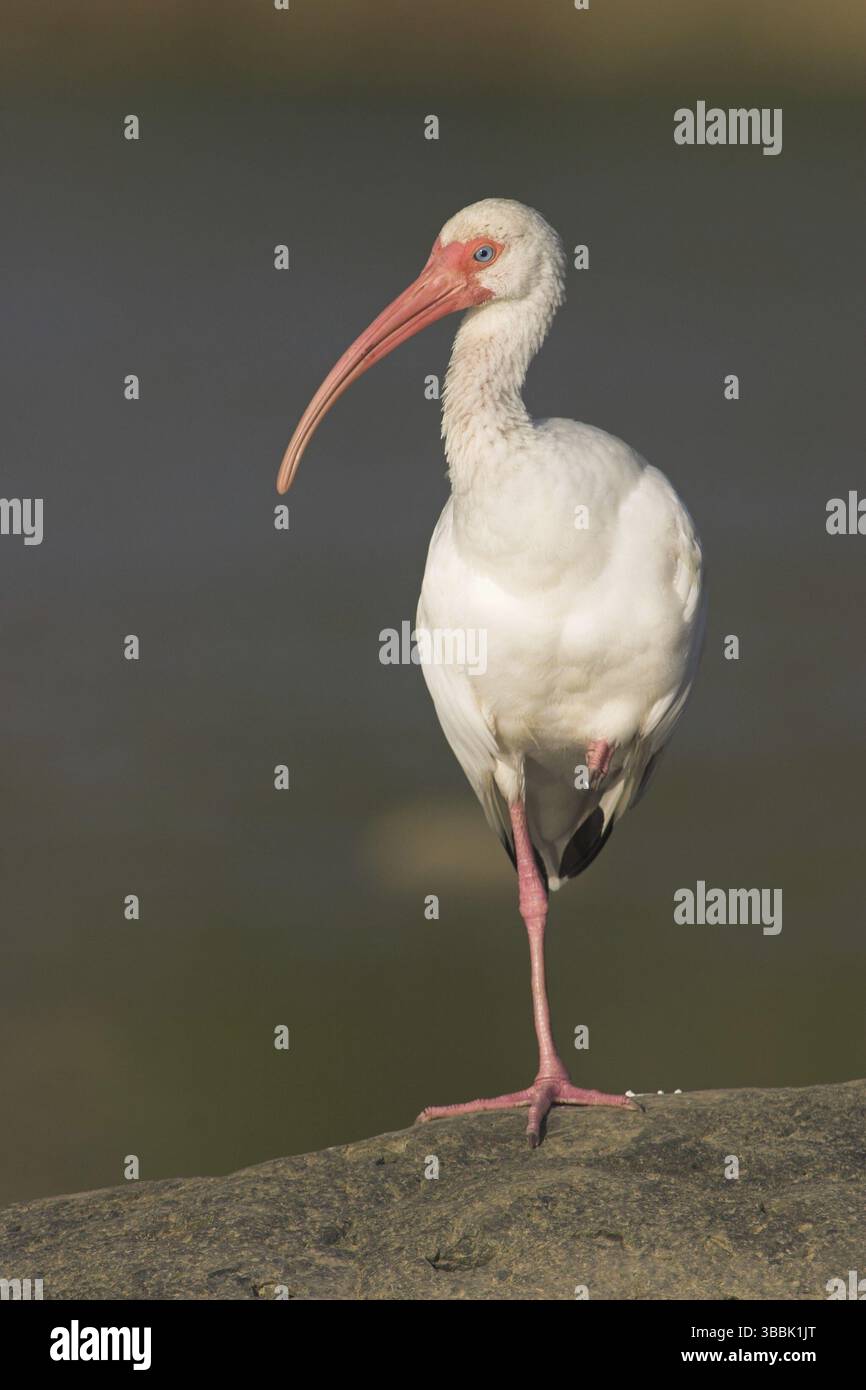 American White Ibis (Eudocimus albus), Costa Rica, Mittelamerika Stockfoto American White Ibis (Eudocimus albus), Costa Rica, Mittelamerika Stockfoto