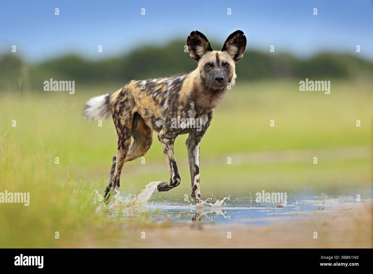 Wildtiere aus Sambia, Mana Pools. Afrikanischer Wildhund, unterwegs im Wasser. Jagd bemalter Hund mit großen Ohren, schöne wilde Tier. Safari Stockfoto