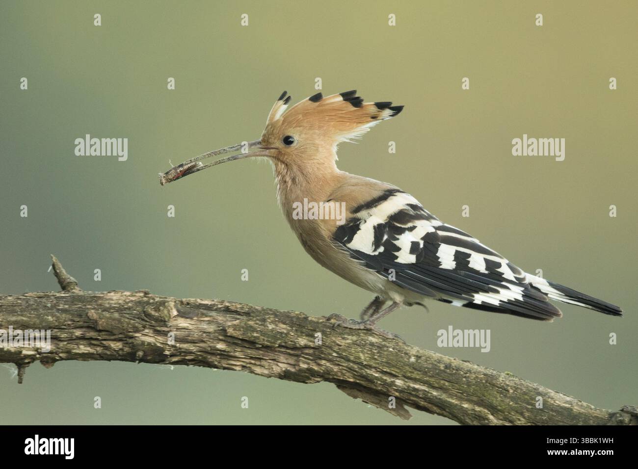 Eurasischer Wiedehopf (Upupa epops) auf einem Zweig mit Insect im Schnabel, Serbien, Europa Stockfoto