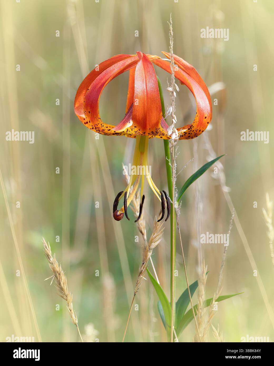 Turk's Cap Lily auf dem Cornell Farm Trail, Dartmouth, Massachusetts Stockfoto