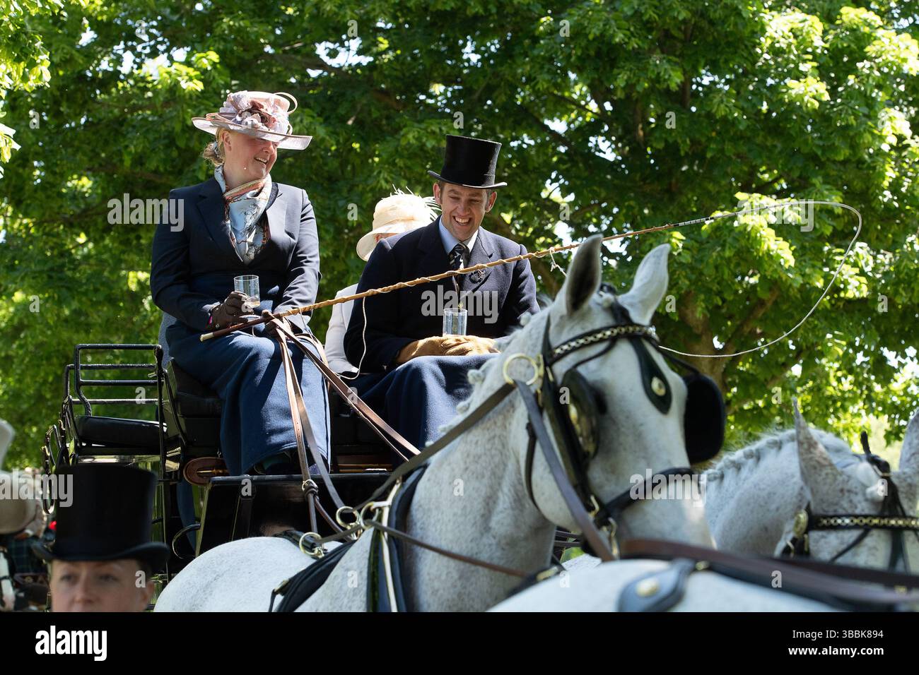 Windsor, Berkshire, Großbritannien. Mai 2025. Die schönen Pferde beim Coaching Marathon bei der Royal Windsor Horse Show. Die alten Kutschen werden von vier Pferden gezogen, und Passagiere sitzen heute in eleganten Outfits auf der Spitze, während sie durch den Windsor Great Park fuhren. Quelle: Maureen McLean/Alamy Live News Stockfoto