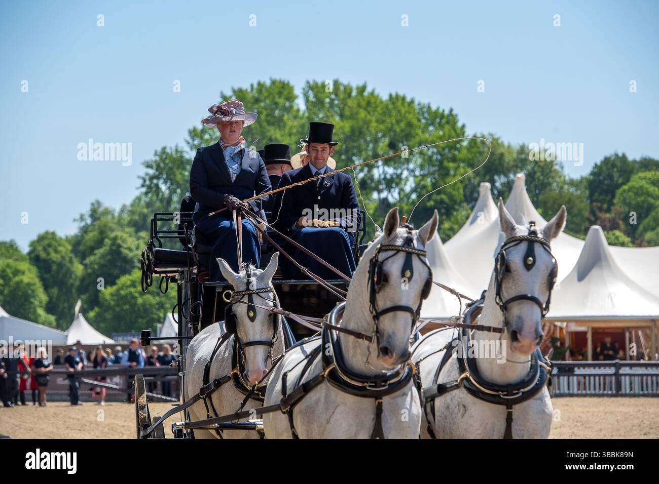 Windsor, Berkshire, Großbritannien. Mai 2025. Die schönen Pferde beim Coaching Marathon bei der Royal Windsor Horse Show. Die alten Kutschen werden von vier Pferden gezogen, und Passagiere sitzen heute in eleganten Outfits auf der Spitze, während sie durch den Windsor Great Park fuhren. Quelle: Maureen McLean/Alamy Live News Stockfoto