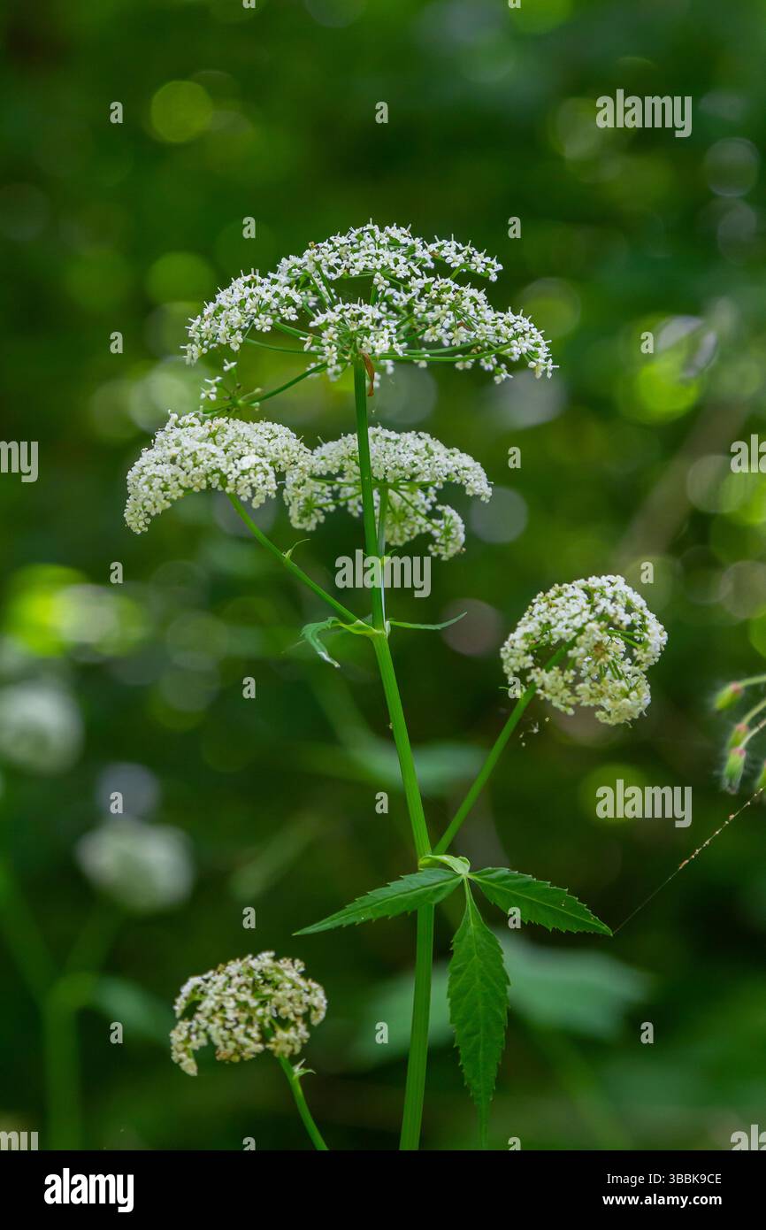 Weiße Blütenstände und grüne Blätter der Pflanze Aethusa cynapium. Stockfoto