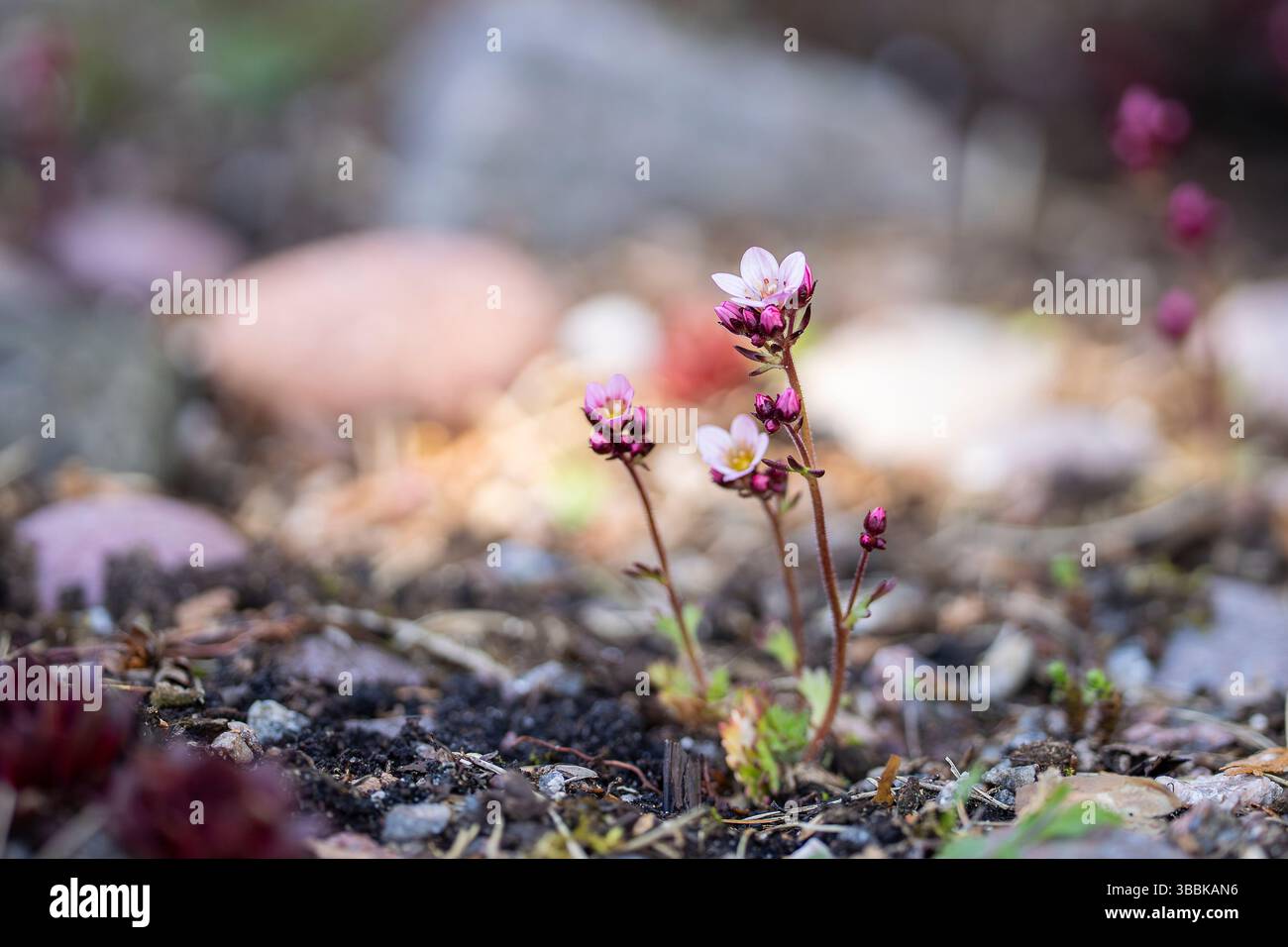 Die Saxbogenblüte in der Natur. Moossaxifrage (Saxifraga x arendsii) in einer Alpenbettnaht. Stockfoto