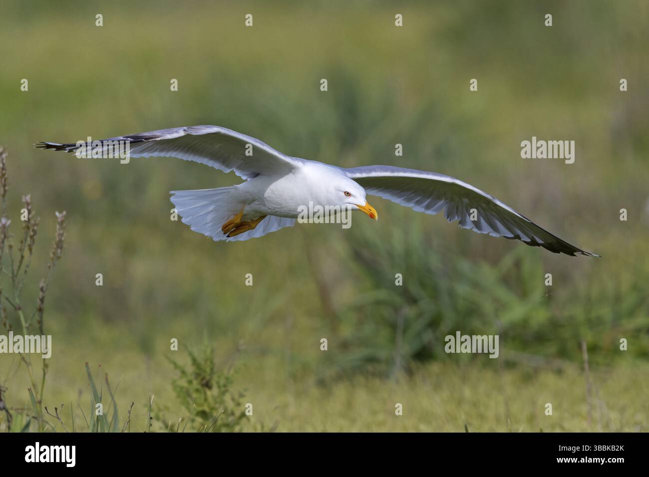 Mittelmeermoewe, Westliche Gelbbeinmöwe, Mittelmeer Gelbbeinmöwe, Gelbbeinmöwe, Larus cachinnans michahellis, Larus michahellis Stockfoto