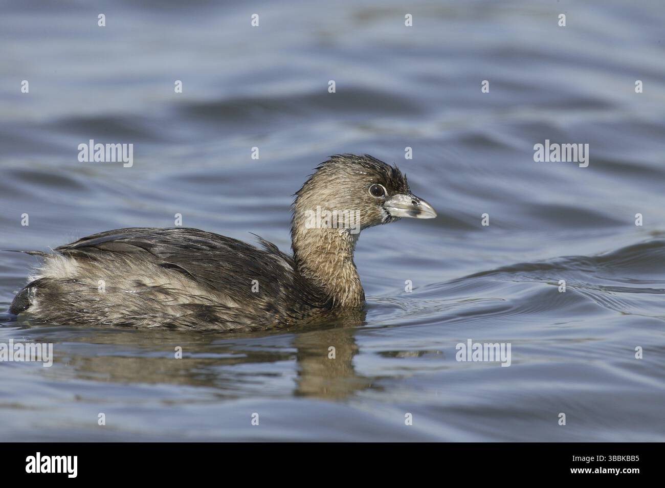 Pied-Billed Grebe (Podilymbus podiceps), Kalifornien, USA, Nordamerika Stockfoto