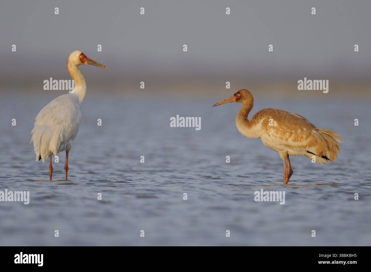Sibirischer Krane (Leucogeranus leucogeranus) wirh juvenil, Poyang Lake, China, Asien Stockfoto