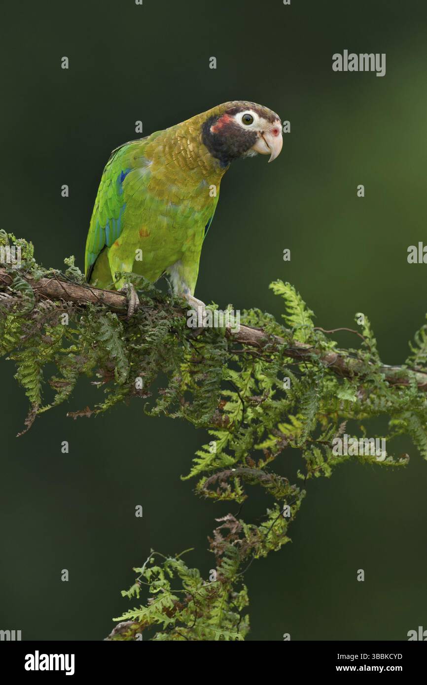 Papagei mit brauner Kapuze (Pyrilia haematotis), Costa Rica, Mittelamerika Stockfoto