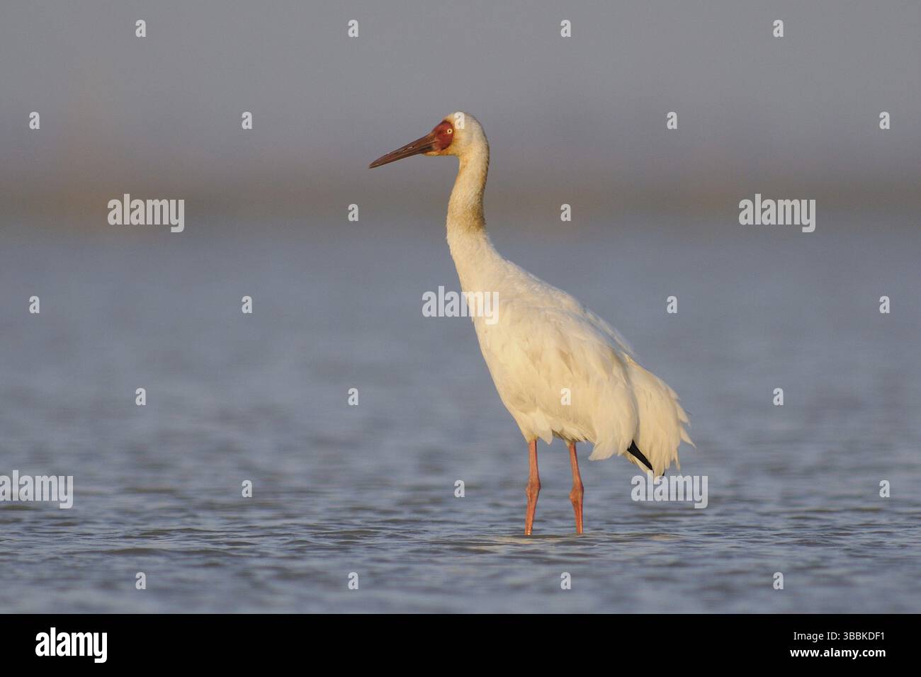 Sibirischer Krane (Leucogeranus leucogeranus), Poyang Lake, China, Asien Stockfoto