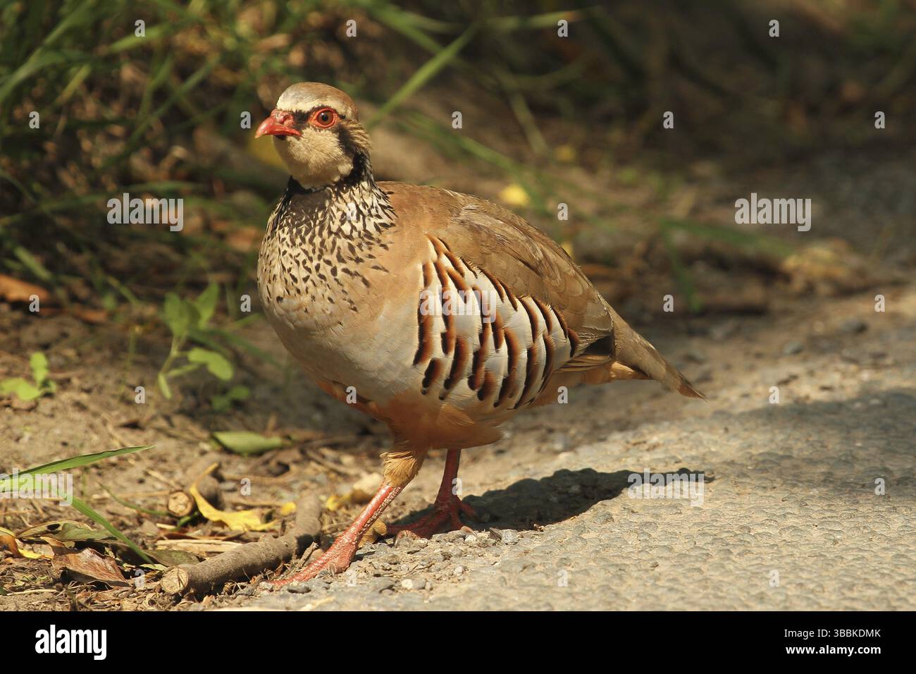 Rotbeiniger Rebhühner (Alectoris rufa), Yorkshire Dales, Vereinigtes Königreich, Europa Stockfoto