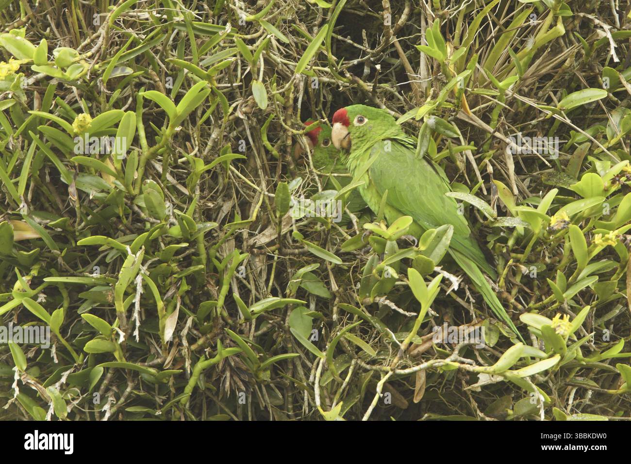 Finschs Sittich (Psittacara finschi), Costa Rica, Mittelamerika Stockfoto