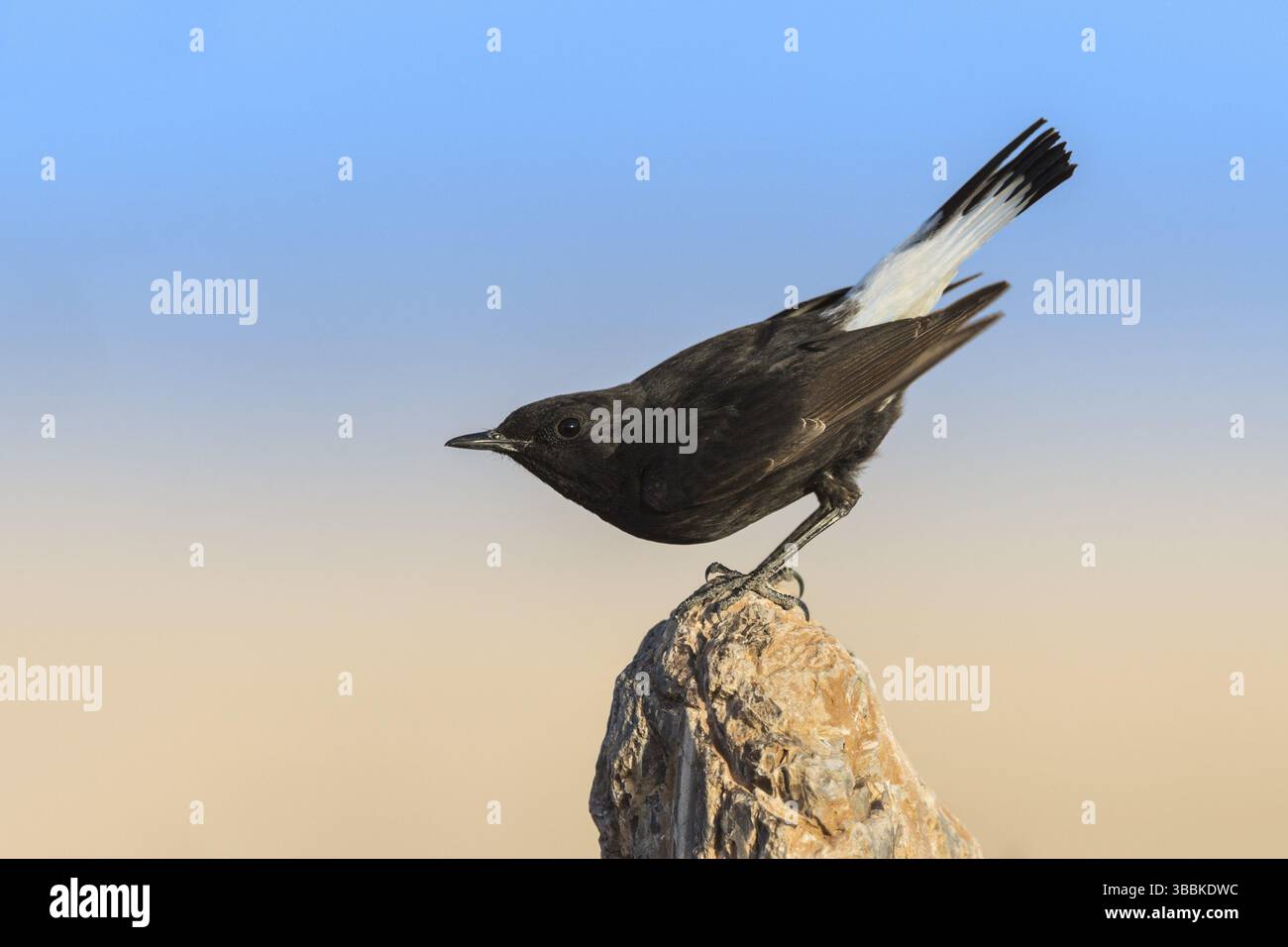 Trauer Wheatear (Oenanthe lugens warriae) auf einem Stein, Eilat, Israel, Asien Stockfoto