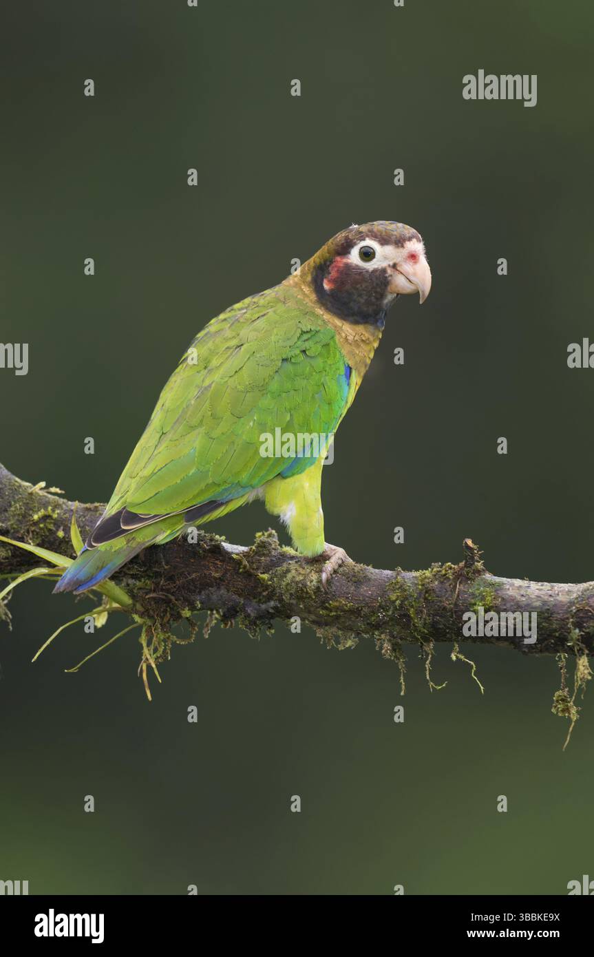 Papagei mit brauner Kapuze (Pyrilia haematotis), Costa Rica, Mittelamerika Stockfoto