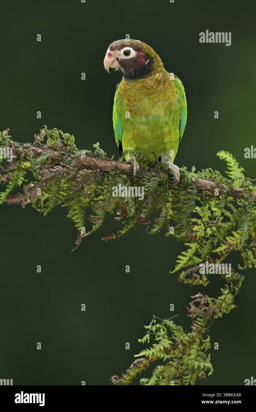 Papagei mit brauner Kapuze (Pyrilia haematotis), Costa Rica, Mittelamerika Stockfoto