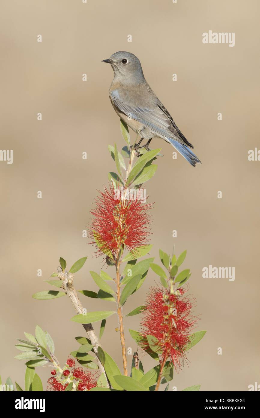 WESTERN Bluebird (Sialia mexicana), Kalifornien, USA, Nordamerika Stockfoto