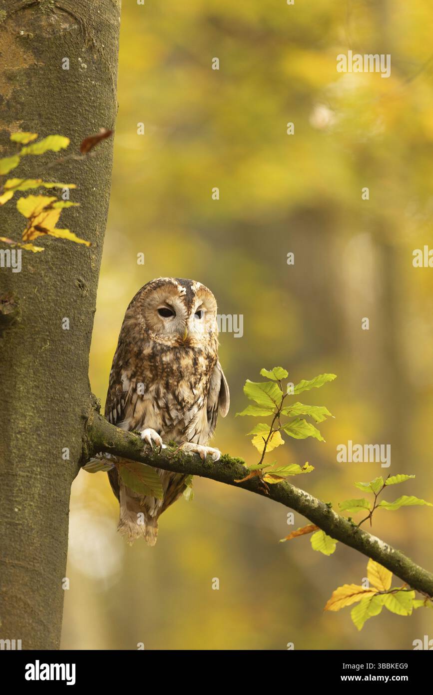Tawny Owl (Strix aluco) Captive, Baden-Württemberg, Deutschland, Europa Stockfoto