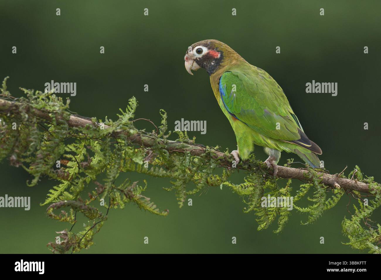 Papagei mit brauner Kapuze (Pyrilia haematotis), Costa Rica, Mittelamerika Stockfoto