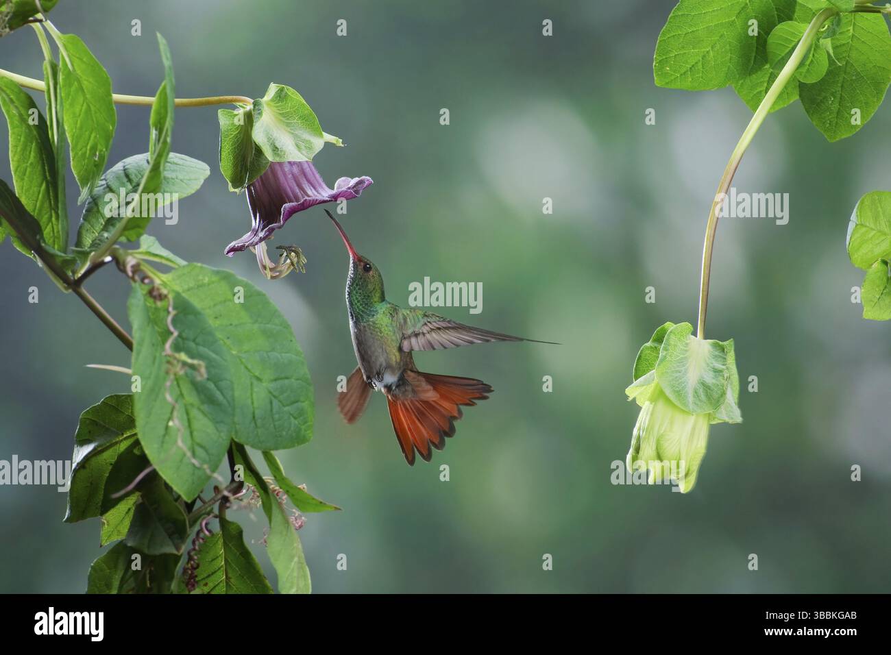 Kolibri (Amazilia tzacatl) fliegt und ernährt sich von blühendem Weinnektar, Costa Rica, Mittelamerika Stockfoto