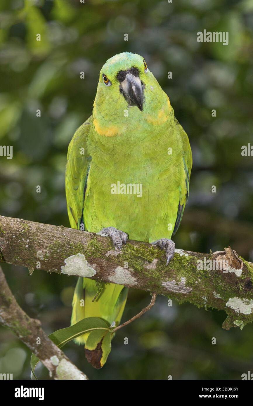 Amazonas auropalliata (Amazona auropalliata), Costa Rica, Mittelamerika Stockfoto
