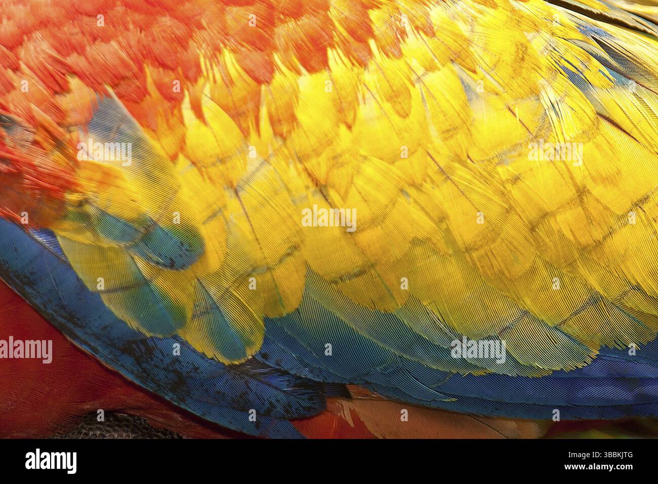 Scharlacharas (Ara macao), Costa Rica, Mittelamerika Stockfoto