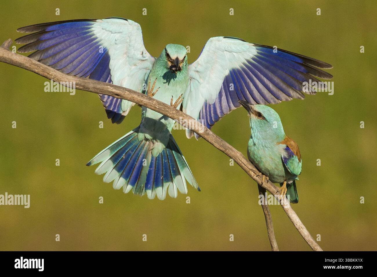 Europäisches Roller-Paar (Coracias garrulus), männlich, der sich mit einem Käfer als Brautgeschenk im Schnabel nähert, Subotica, Serbien, Europa Stockfoto