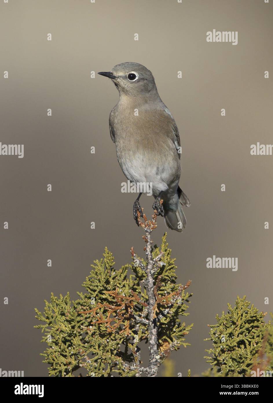 Mountain Bluebird (Sialia currucoides), New Mexico, USA, Nordamerika Stockfoto