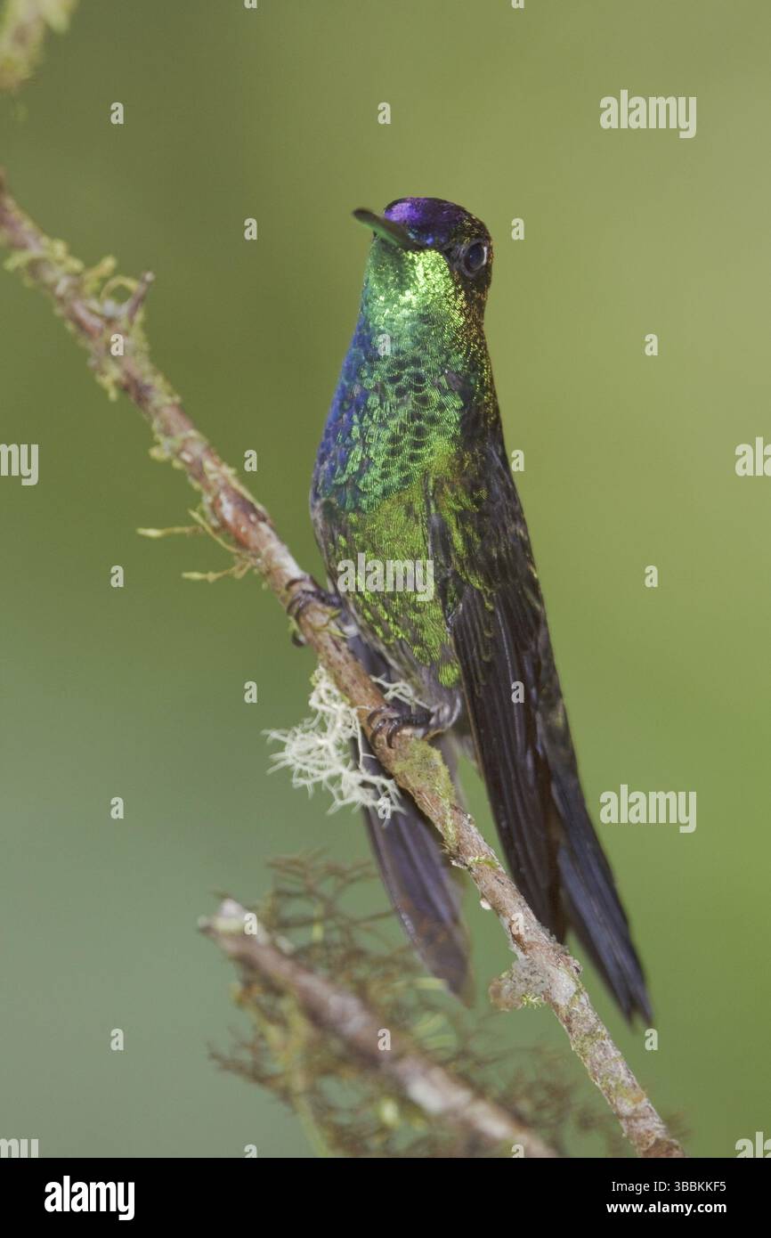 Violettfront Brilliant (Heliodoxa leadbeateri), Ecuador, Südamerika Stockfoto