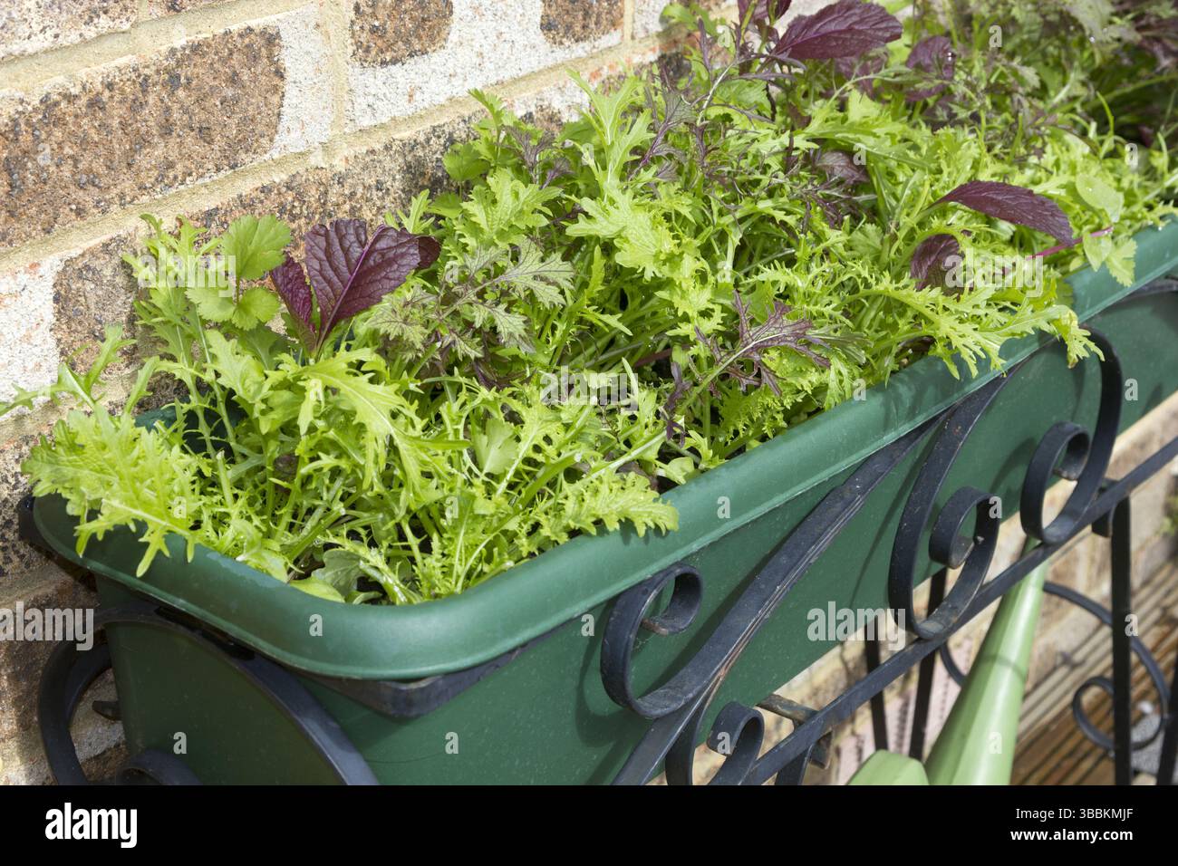 Gewürze Salatblätter in einem Trog Stockfoto