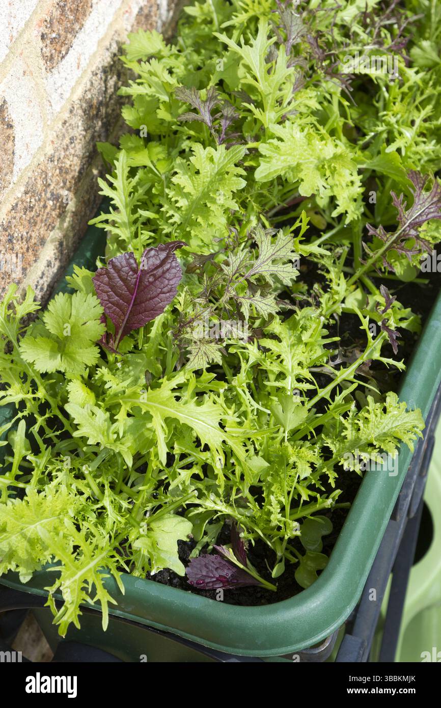 Gewürze Salatblätter in einem Trog Stockfoto