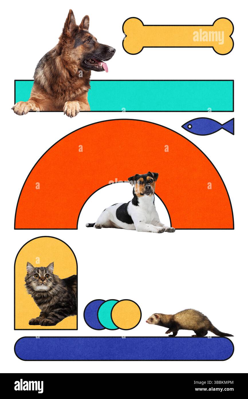 Kreative Collage von deutschem Schäferhund, Jack-Russell-Hund, Tabbykatze und Frettchen mit Spielzeug- und Nahrungssymbolen in kräftigem, lebendigem Layout Stockfoto