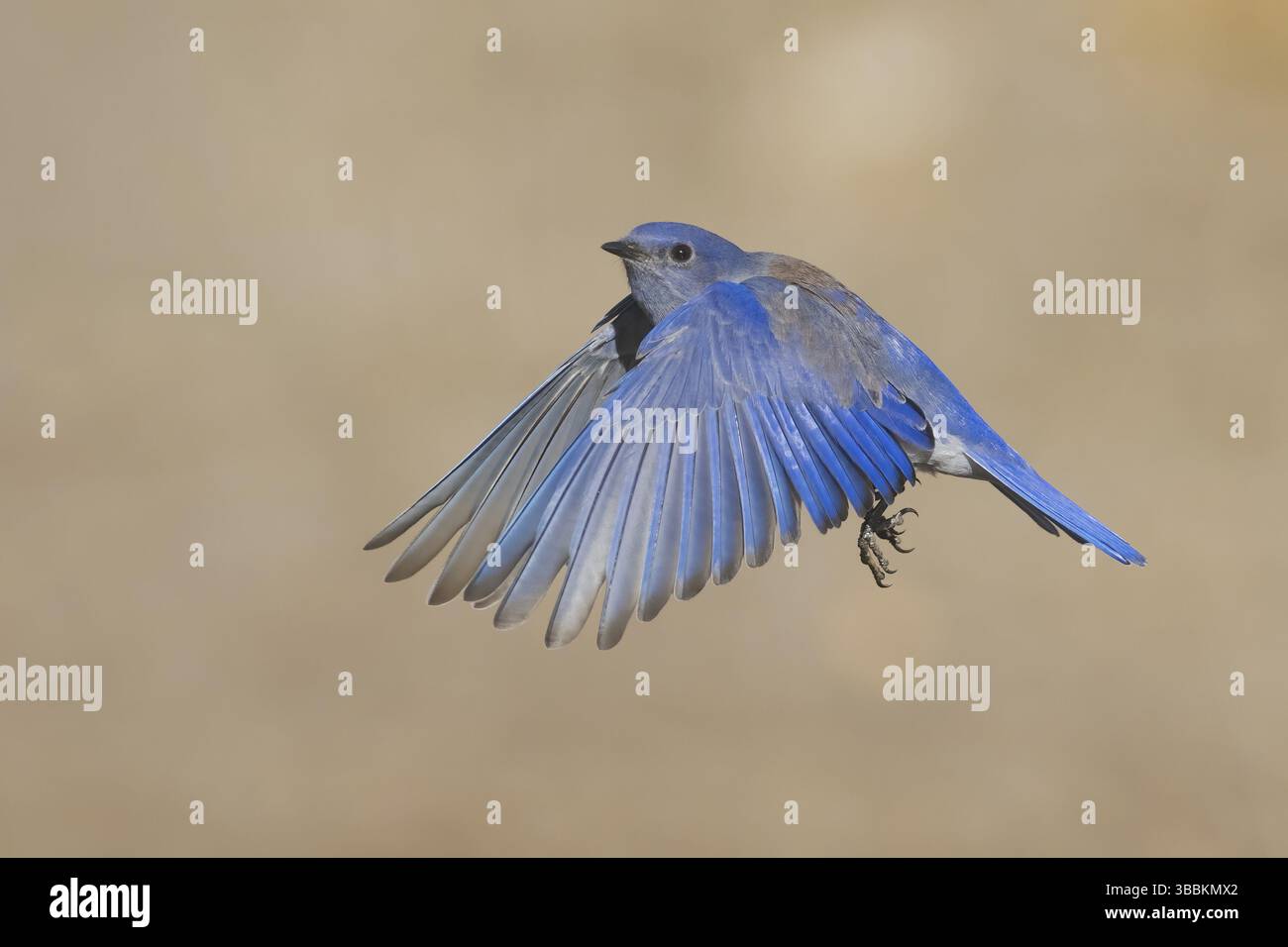 WESTERN Bluebird (Sialia mexicana), männlich fliegt, Kalifornien, USA, Nordamerika Stockfoto