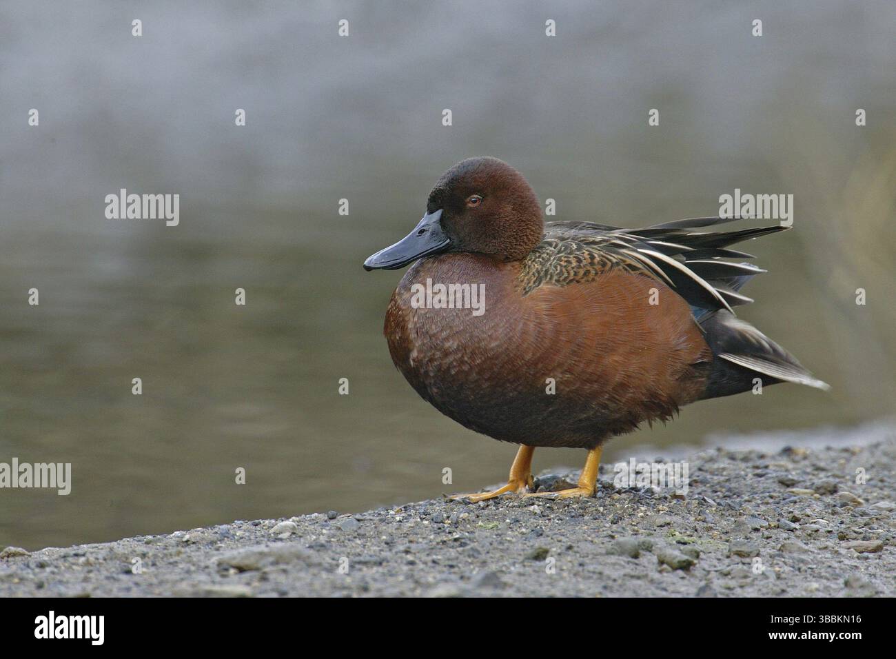 Zimt-Teal (Spatula cyanoptera) männlich, Kalifornien, USA, Nordamerika Stockfoto
