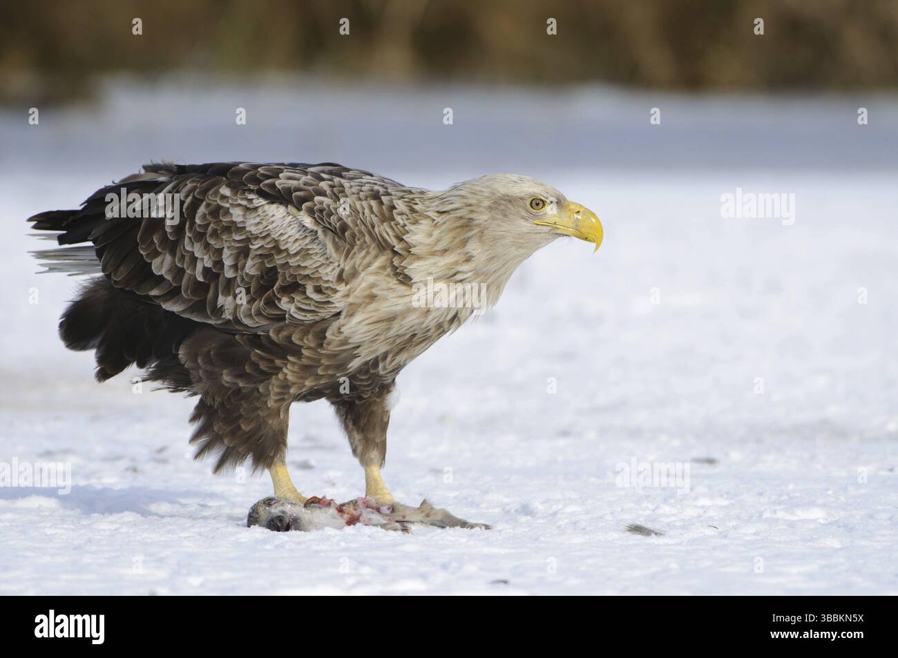 Seeadler (Haliaeetus albicilla), Mecklenburg-Vorpommern, Deutschland, Europa Stockfoto