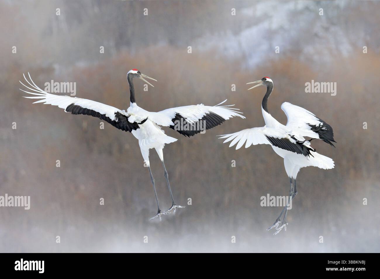 Tanzendes Paar rot-gekrönter Kranich mit offenen Flügeln, Winter Hokkaido, Japan. Schneetanz in der Natur. Balz von schönen großen weißen Vögeln im Schnee. Bi Stockfoto