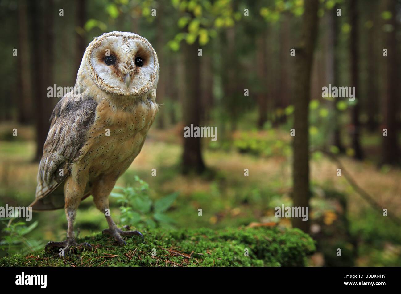 Scheune Eule, Tyto alba, sitzt am Abend auf dem grünen Moosstein im Wald - Foto mit Weitwinkelobjektiv inklusive Lebensraum. Wildlife Szene in der Natur Gewohnheit Stockfoto
