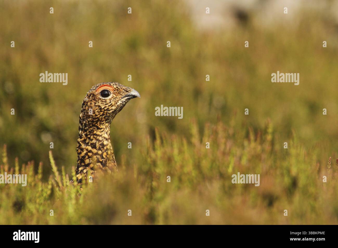 Rothühner (Lagopus lagopus scotica), Yorkshire Dales, Vereinigtes Königreich, Europa Stockfoto